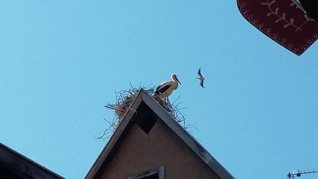 La Legende Des 2 Pierres Lägenhet Eguisheim Exteriör bild